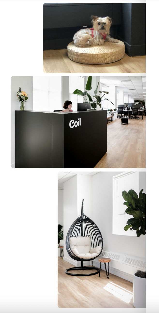 Coil Technology, office, chair, dog Coil technology office chair dog